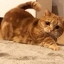 Аватар пользователя atnfox9